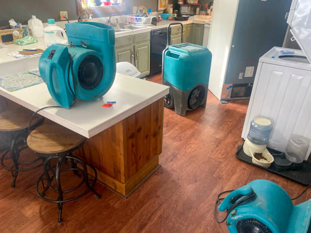 Best Mold removal after water damage  in Rossville, IN