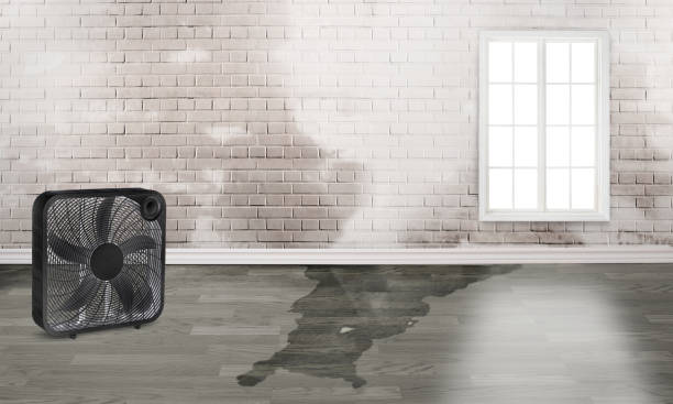 Best Ceiling water damage repair  in Rossville, IN